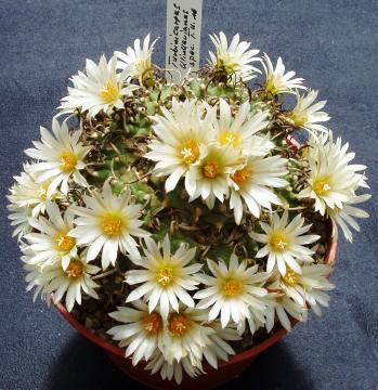 turbinicarpus klinkerianus01
